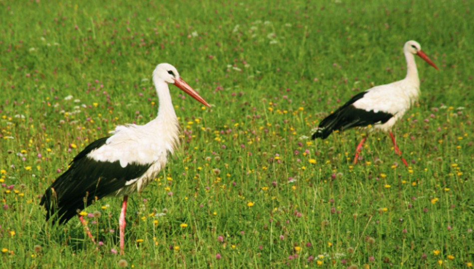 Storks are a common sight in Poland