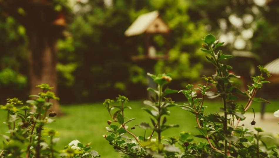 Allotment – your garden in Polish urban areas